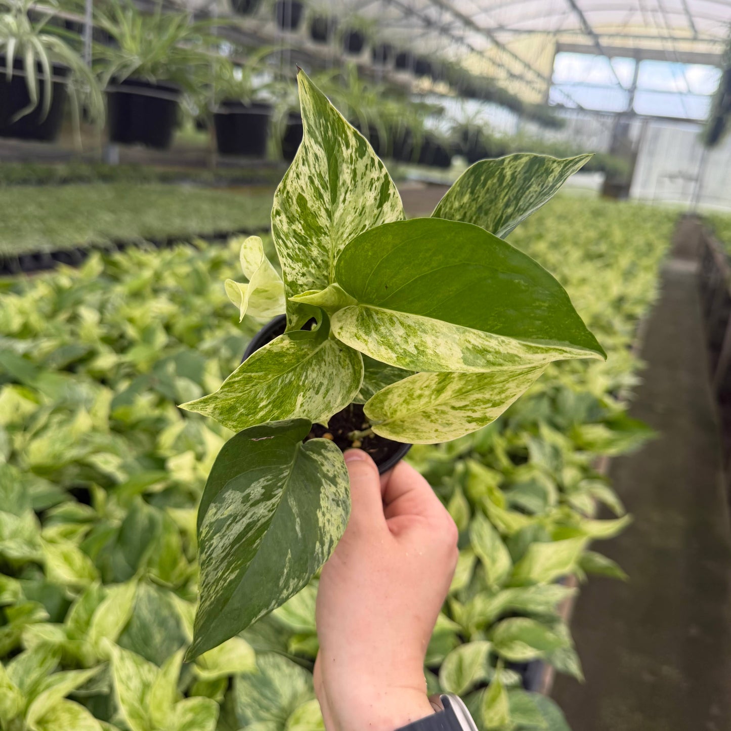 POTHOS Marble Queen Live Plant 4in
