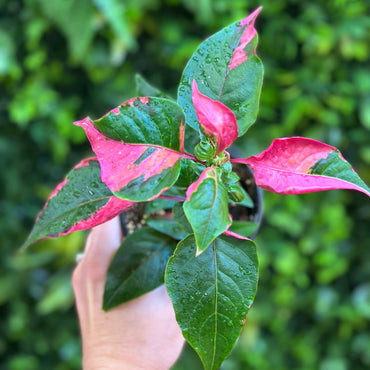 Alternanthera Ficoidea 'Party Time