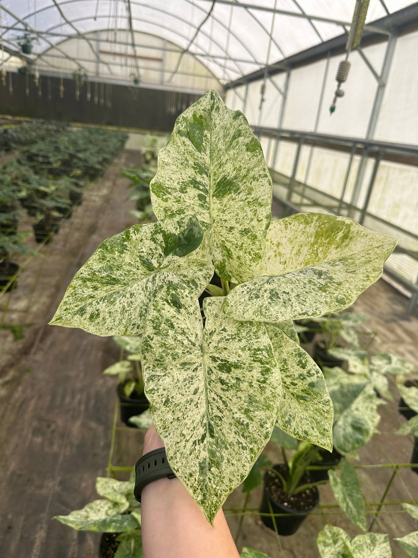 ALOCASIA Blizzard Live Plant 4in - Delete, Added to old Odora Batik Listing