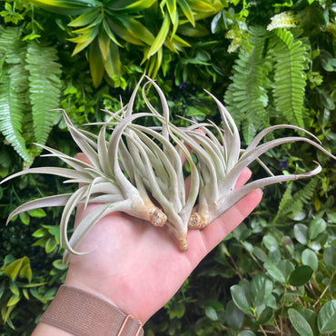 Large Tillandsia Harrisii Air Plants