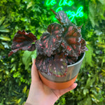 4" Begonia Assorted