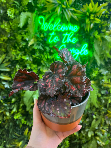 4" Begonia Assorted