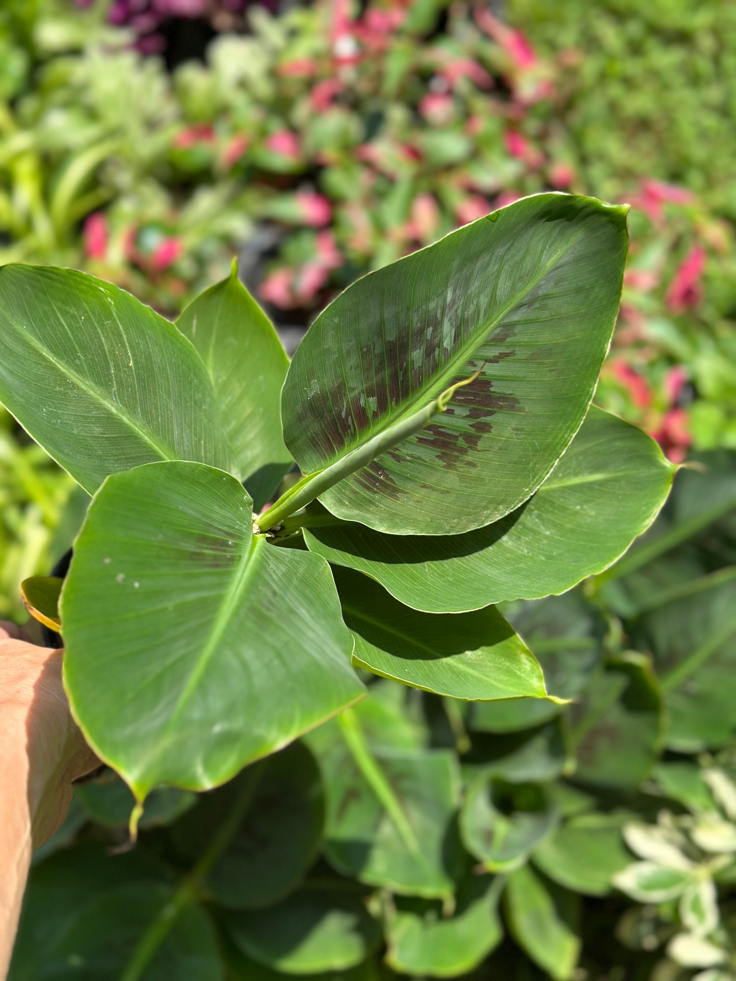 4" Musa Tropicana 'Dwarf Banana Plant' GARAGE SALE ONLY
