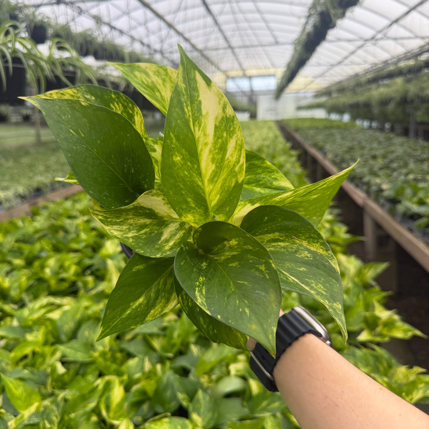 POTHOS Hawaiian Live Plant 4in