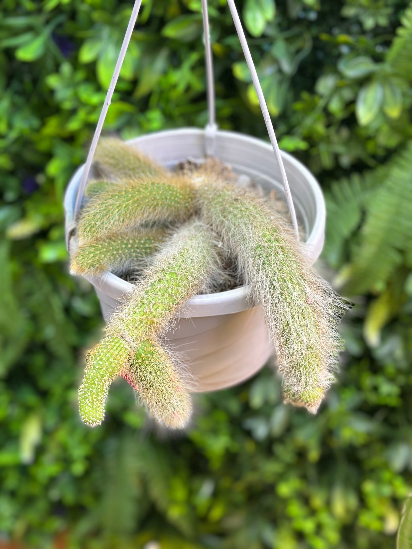 Mature Monkey Tail Hanging Basket
