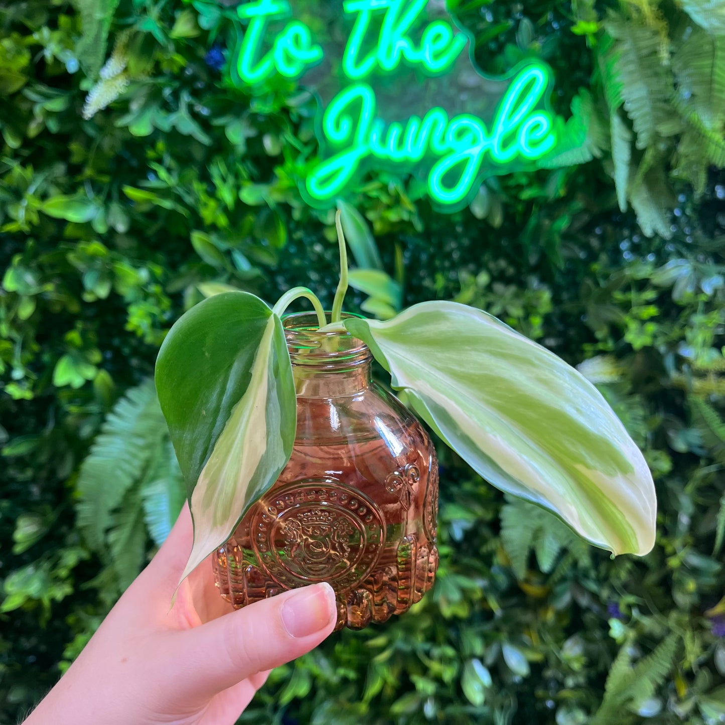 Premium Propagations in Bud Vases