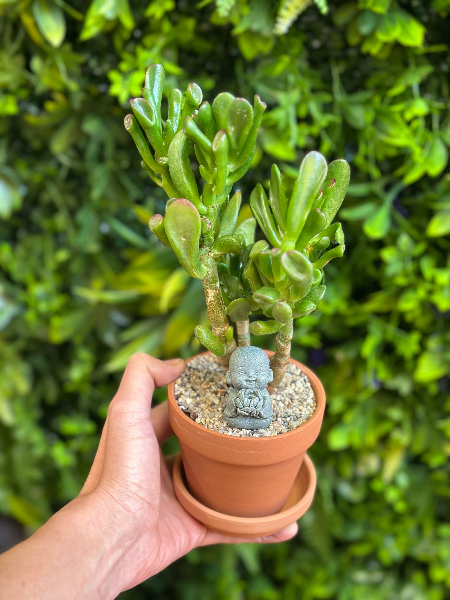 Jade styled and potted in 4" Terra Cotta