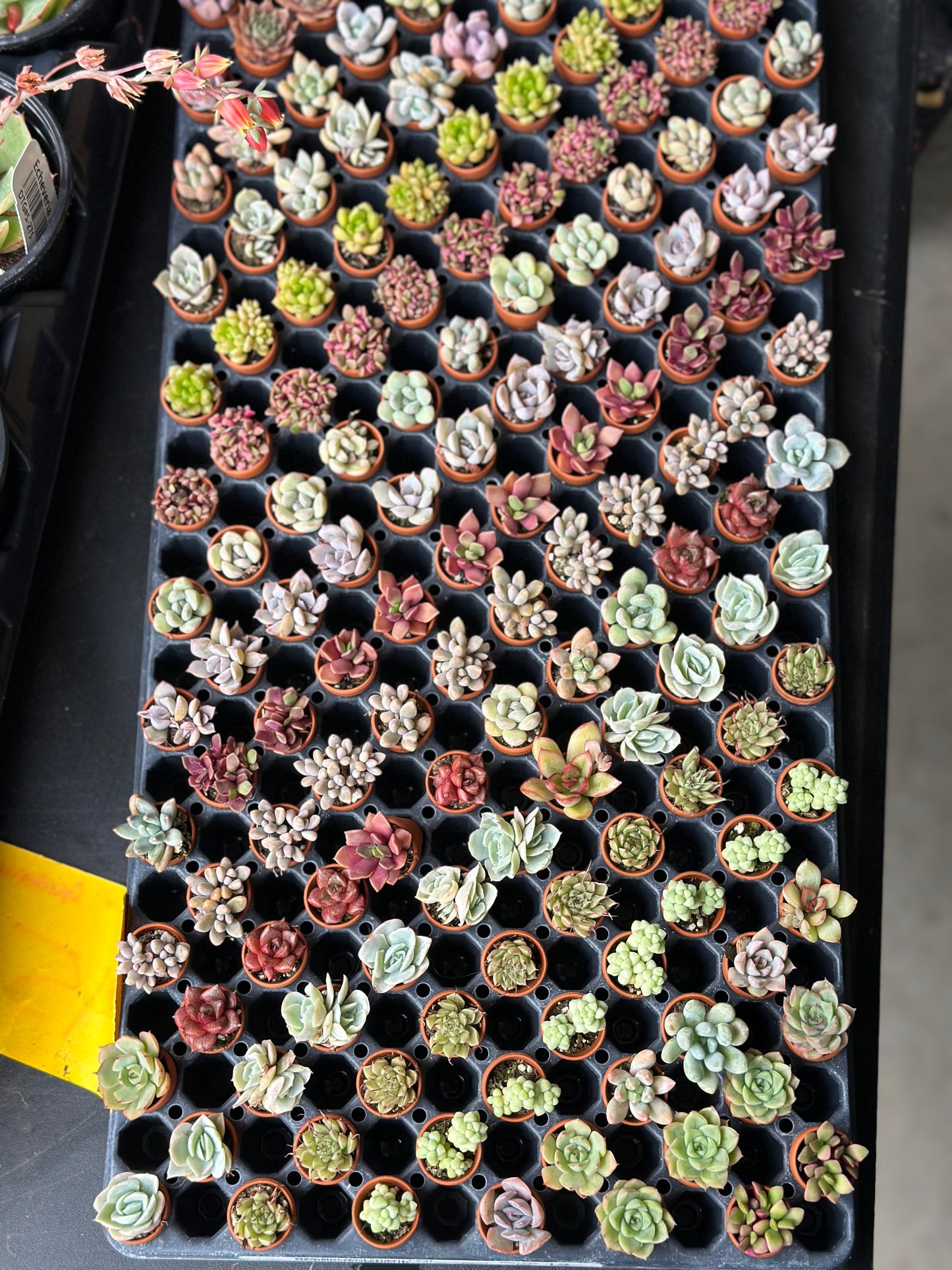 0.5" Thimble Succulents GARAGE SALE ONLY