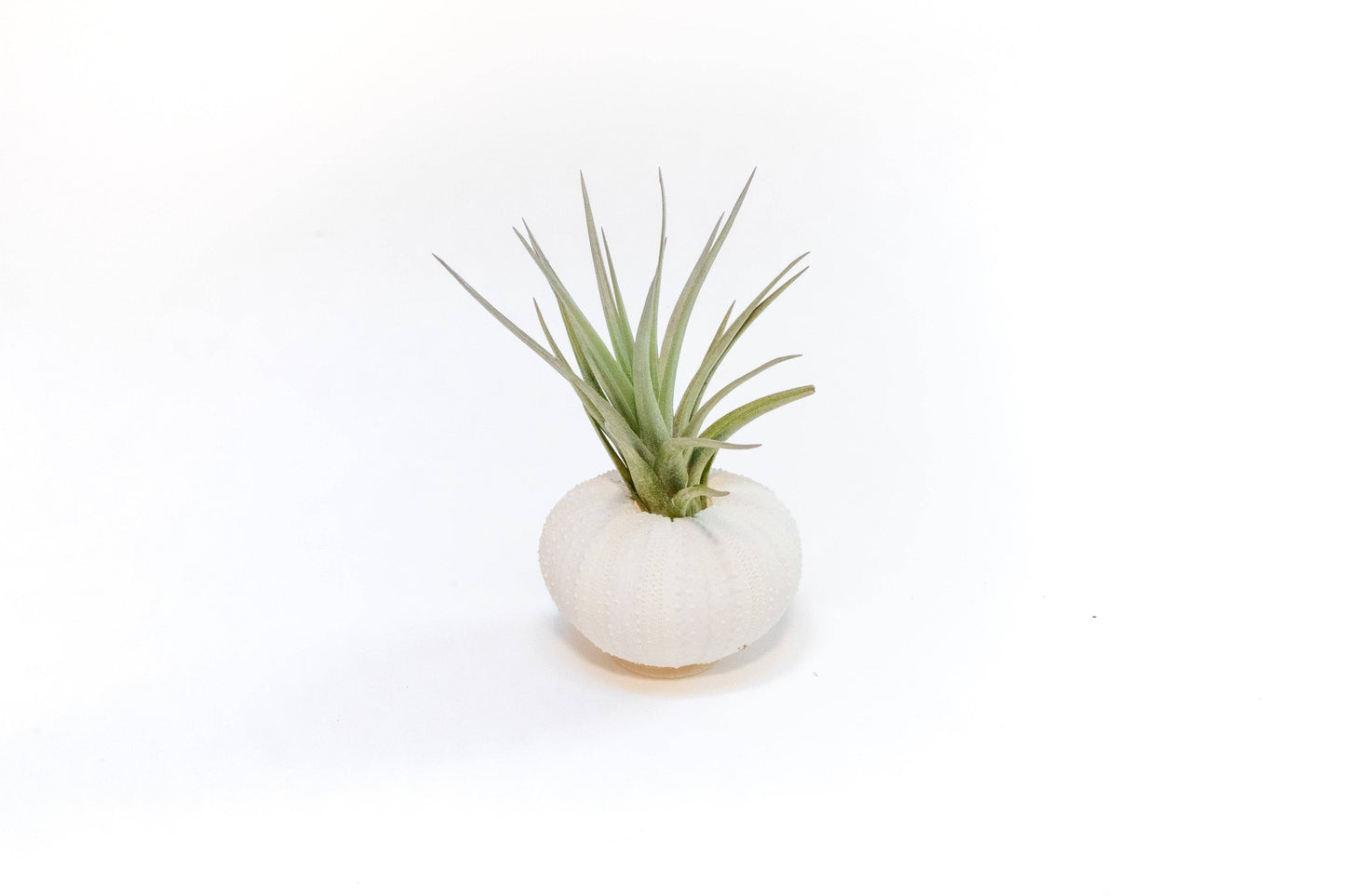 Urchin Shell Variety with Ionantha Air Plant
