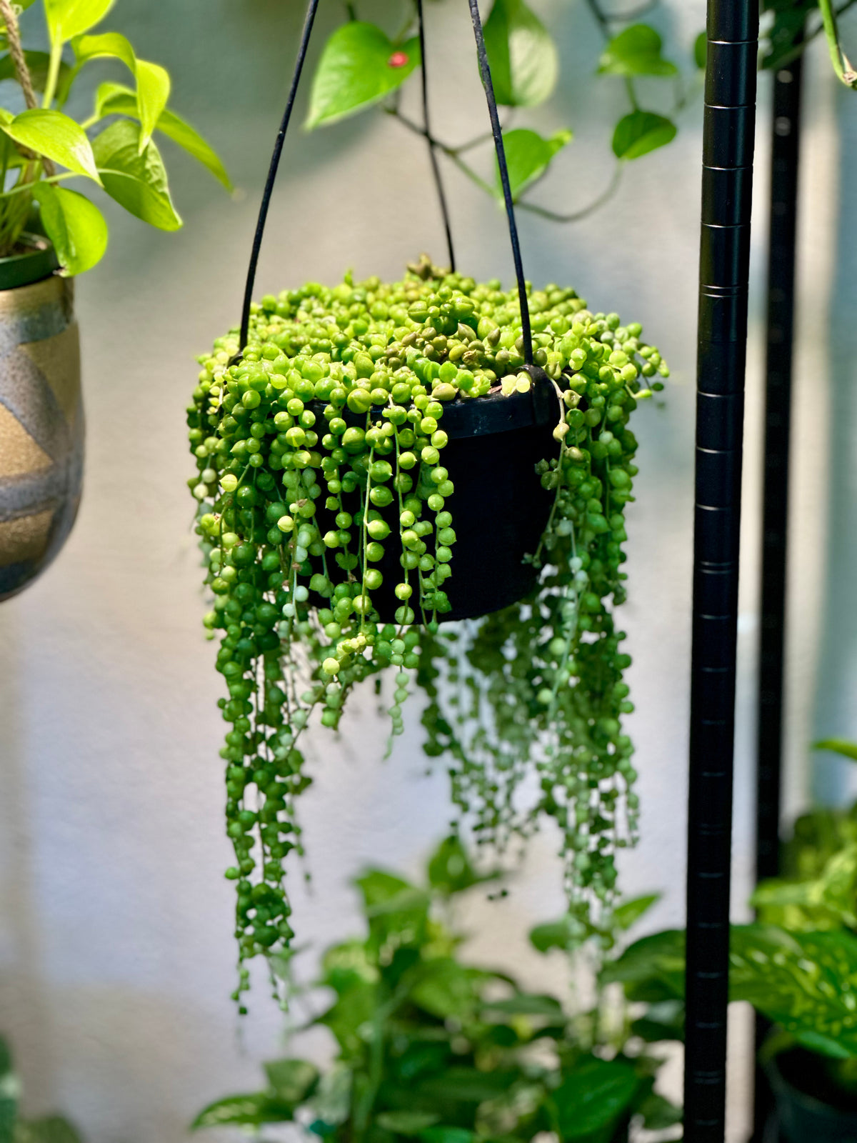 String of Pearls Hanging Basket