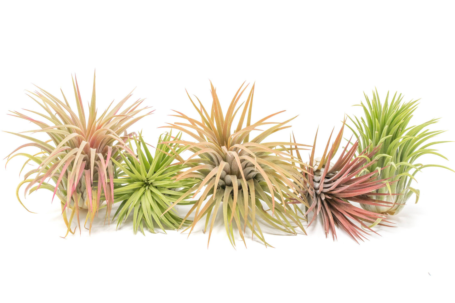 Extended Best Seller of 200+ Tillandsia Air Plant Bundle