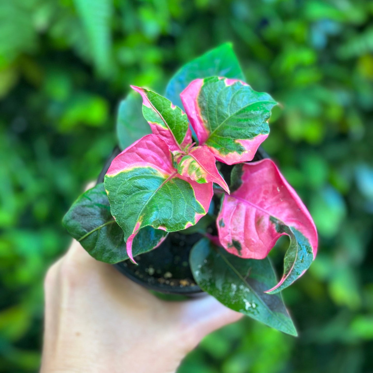 Alternanthera Ficoidea 'Party Time