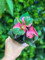 Alternanthera Ficoidea 'Party Time