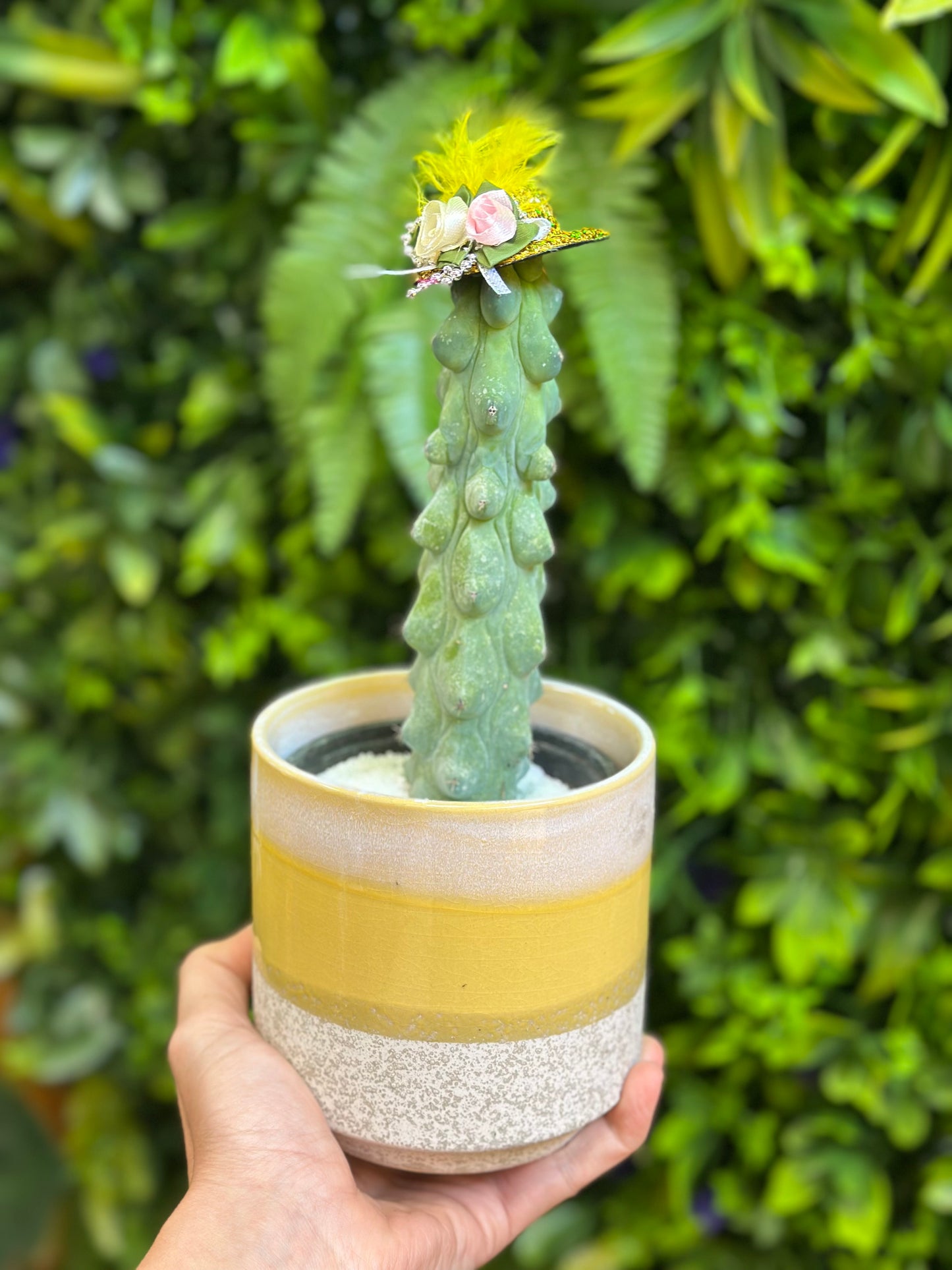 4" Boobie Cactus (Myrtillocactus geometrizans 'Fukurokuryuzinboku')