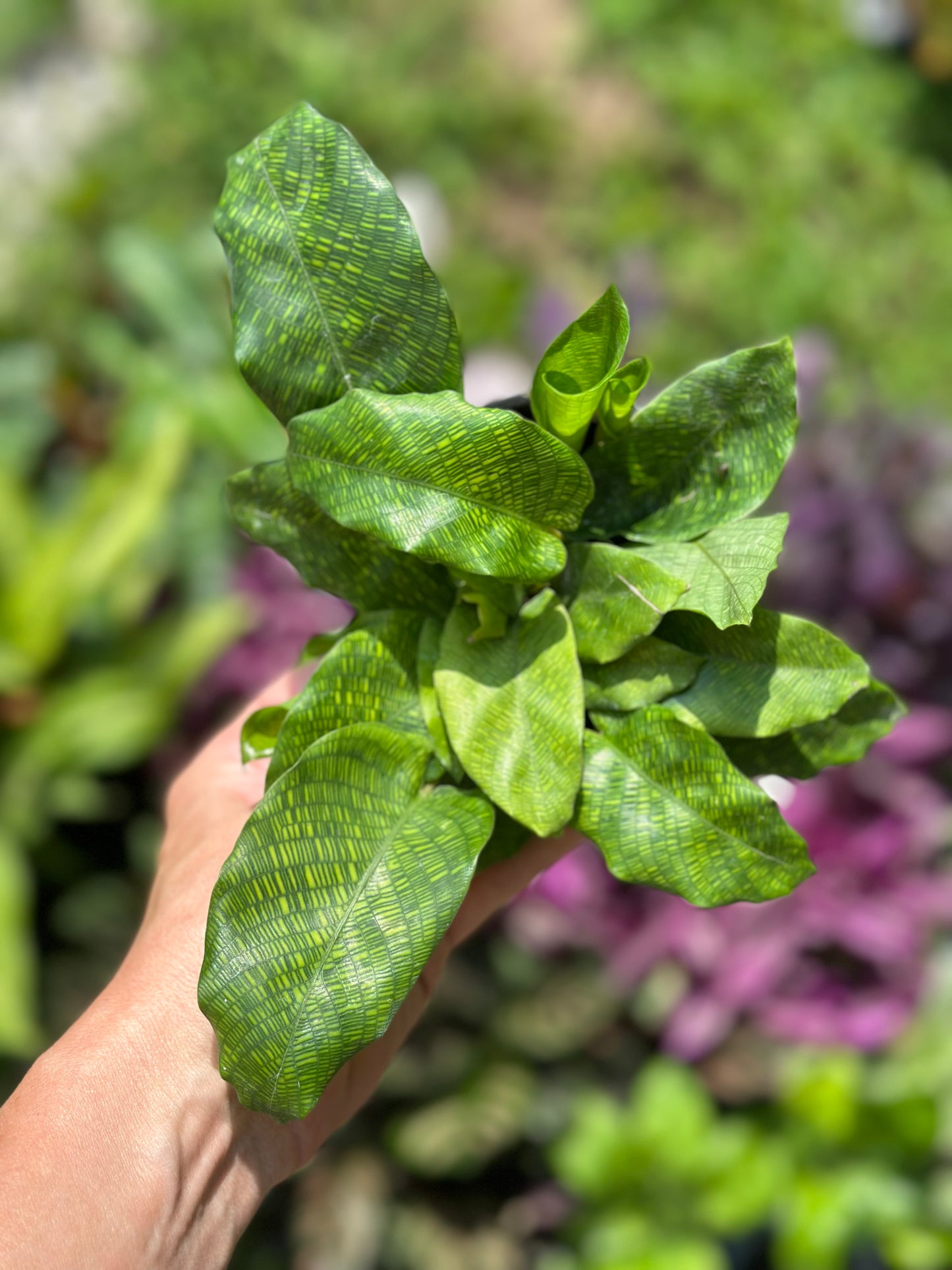 4" Calathea Assorted GARAGE SALE ONLY