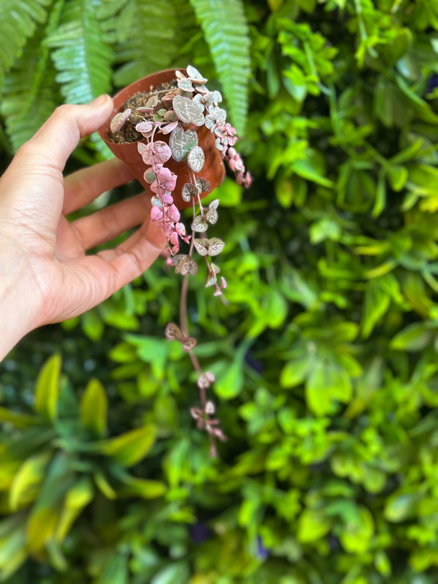 2.5" Variegated String of Hearts (Ceropegia woodii variegata)