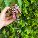 2.5" Variegated String of Hearts (Ceropegia woodii variegata)