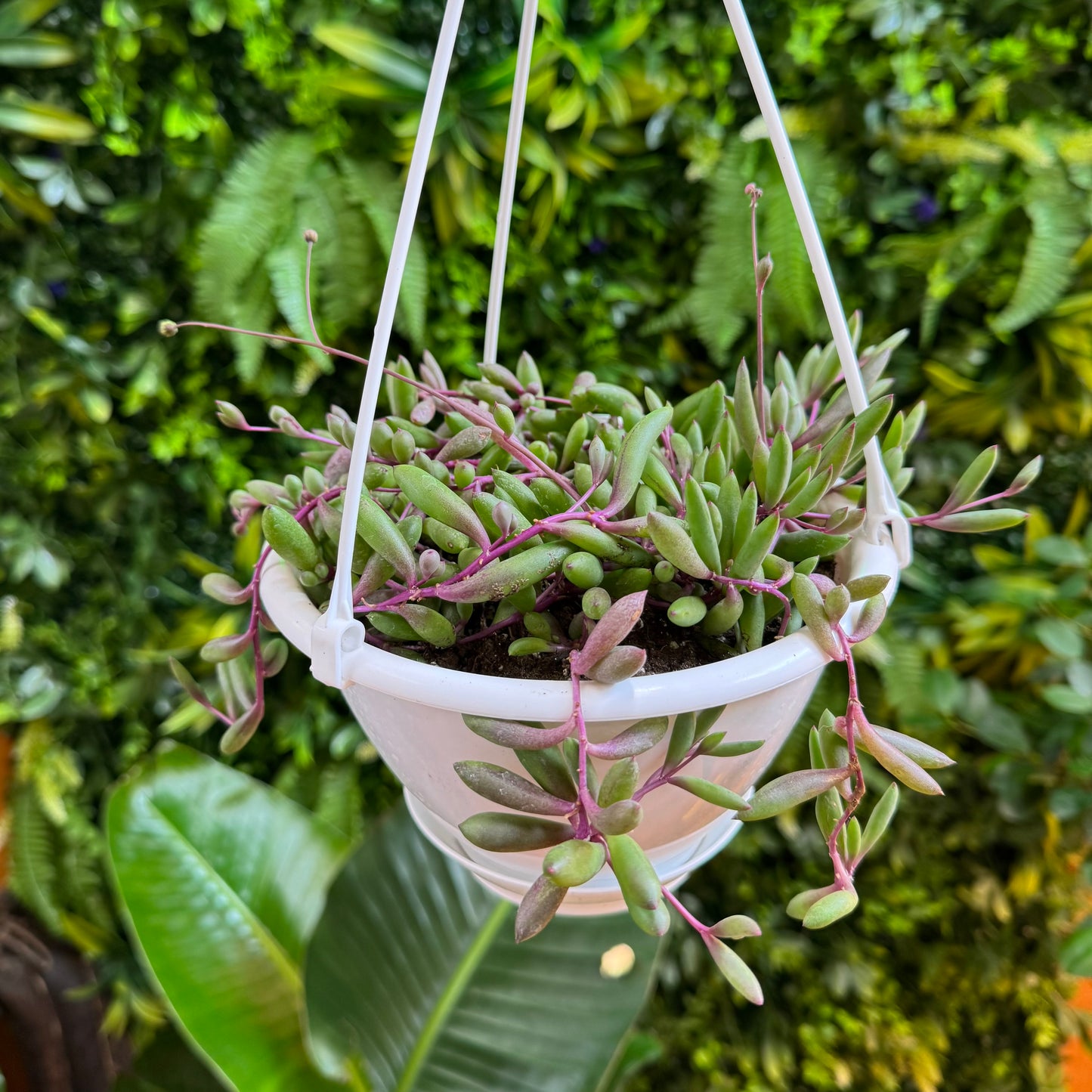 Purple Flush String of Bananas