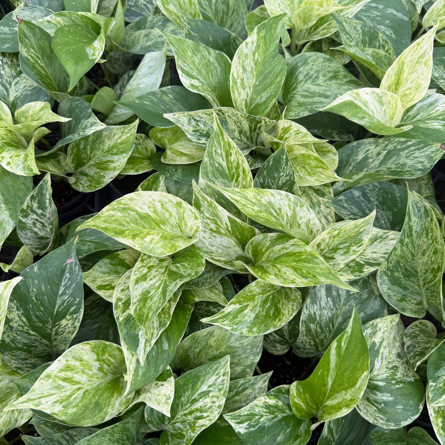 POTHOS Marble Queen Live Plant 4in