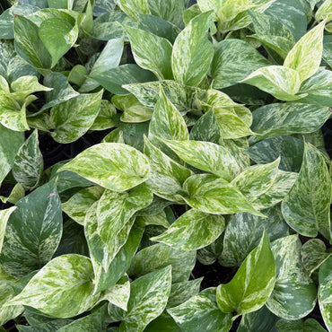 4" Marble Queen Pothos