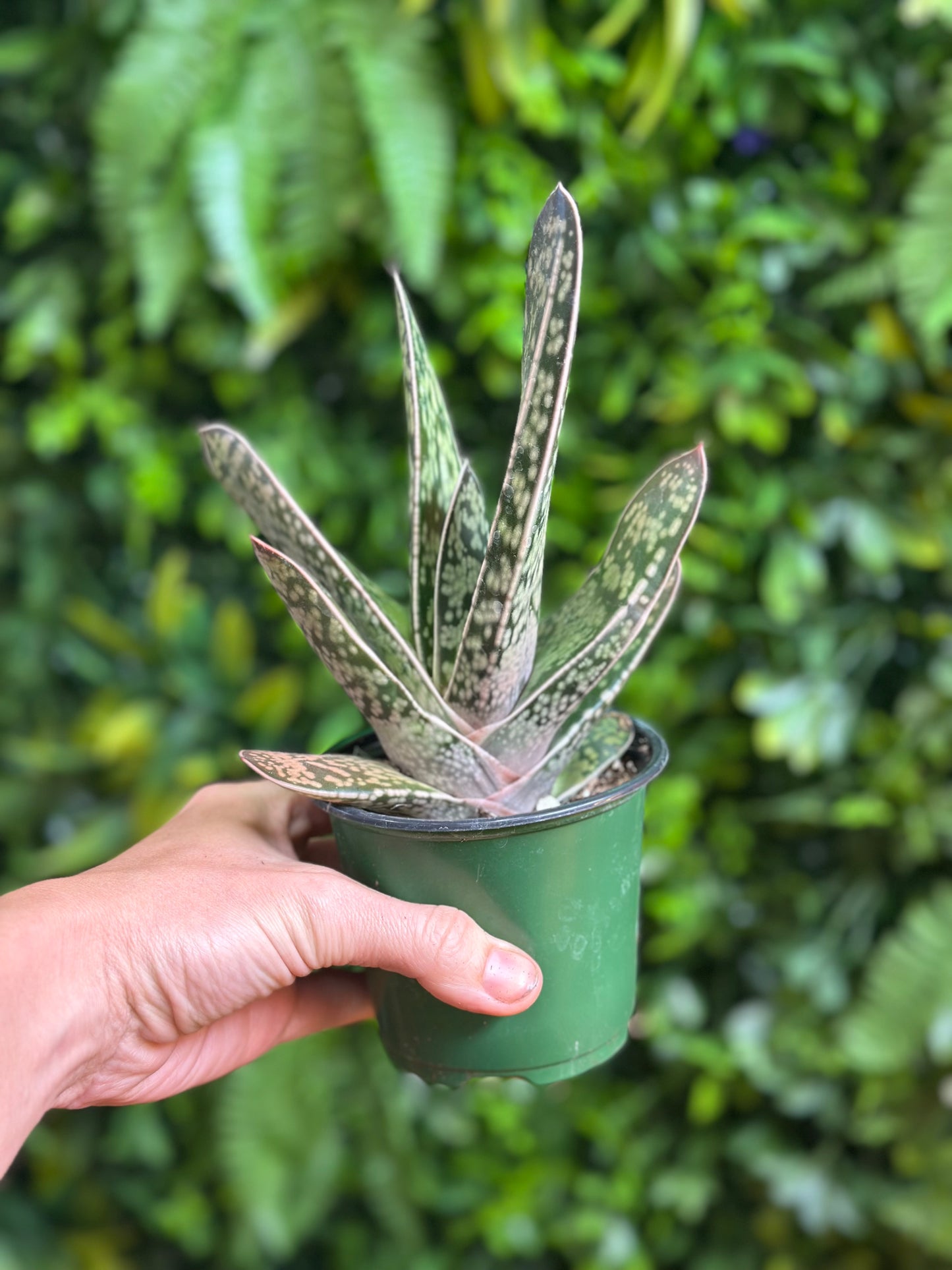 4" Gasteria ernesti-ruschi