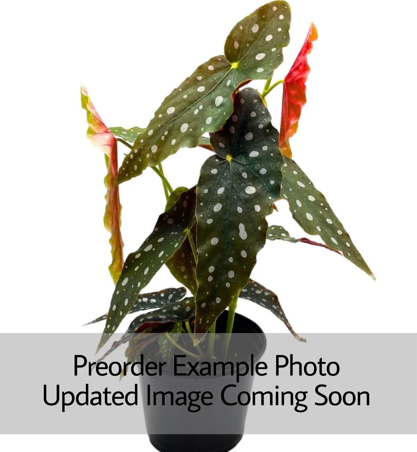Begonia Maculata (Polka Dot Begonia)