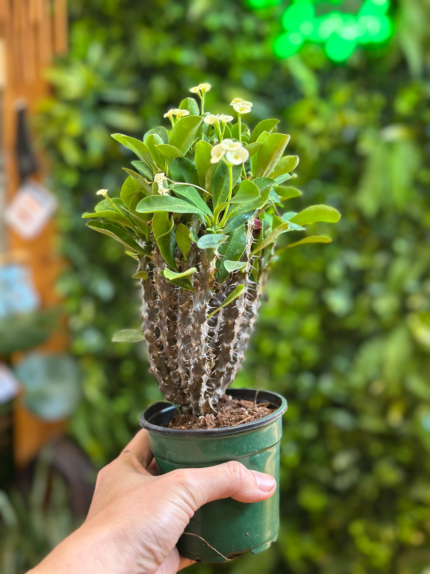 4" Crown of Thorns (Euphorbia milii) — White Flowering