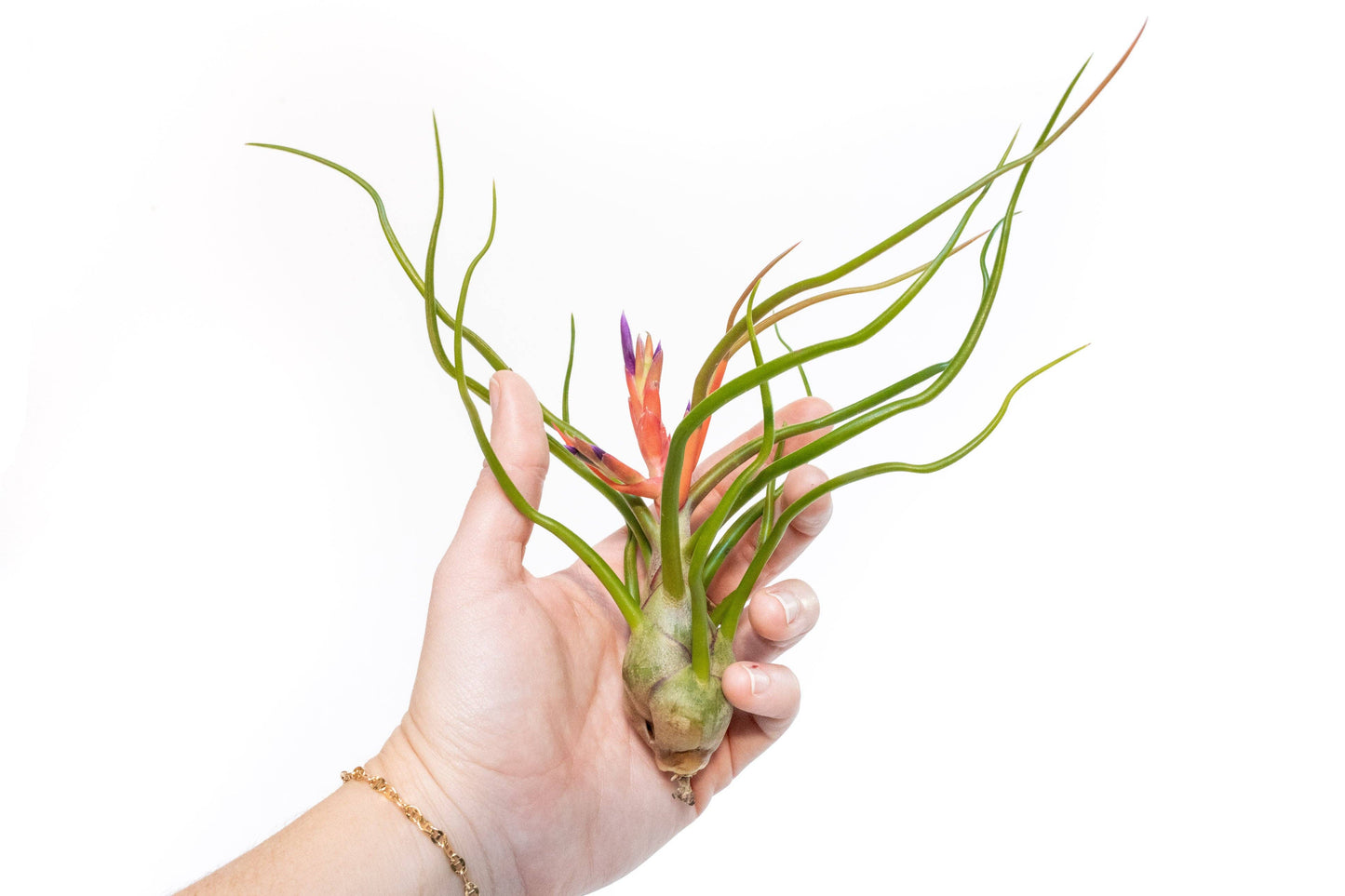 Large Tillandsia Bulbosa Belize Air Plants