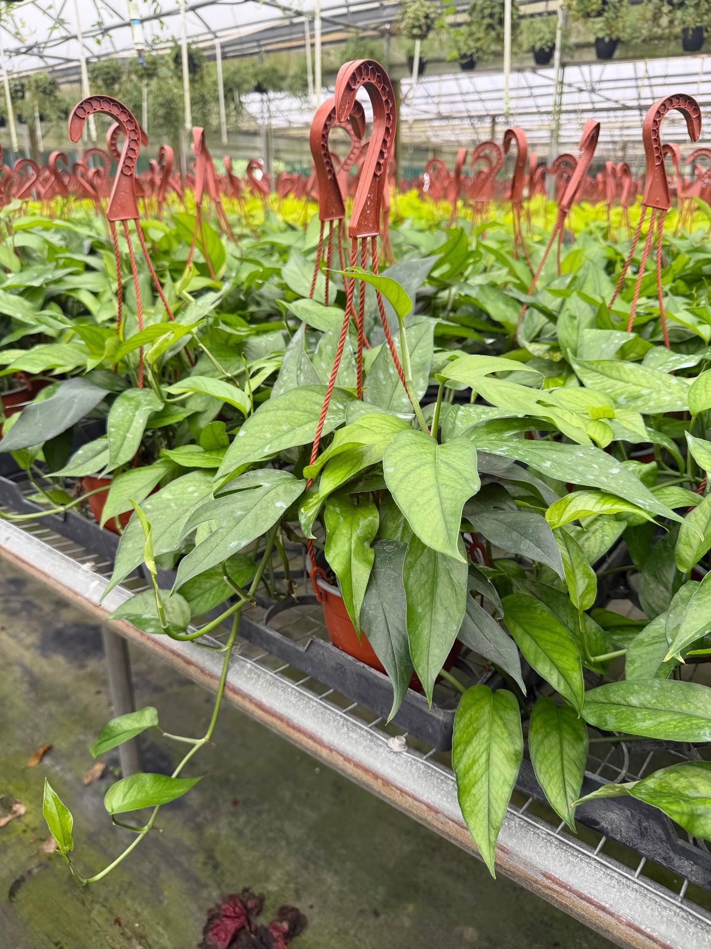 POTHOS Baltic Blue HB Live Plant 6in