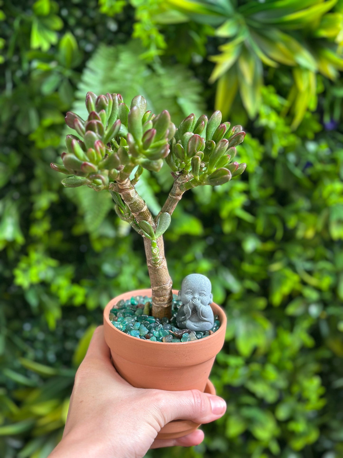 (Finger Jade) styled and potted in 4" Terra Cotta