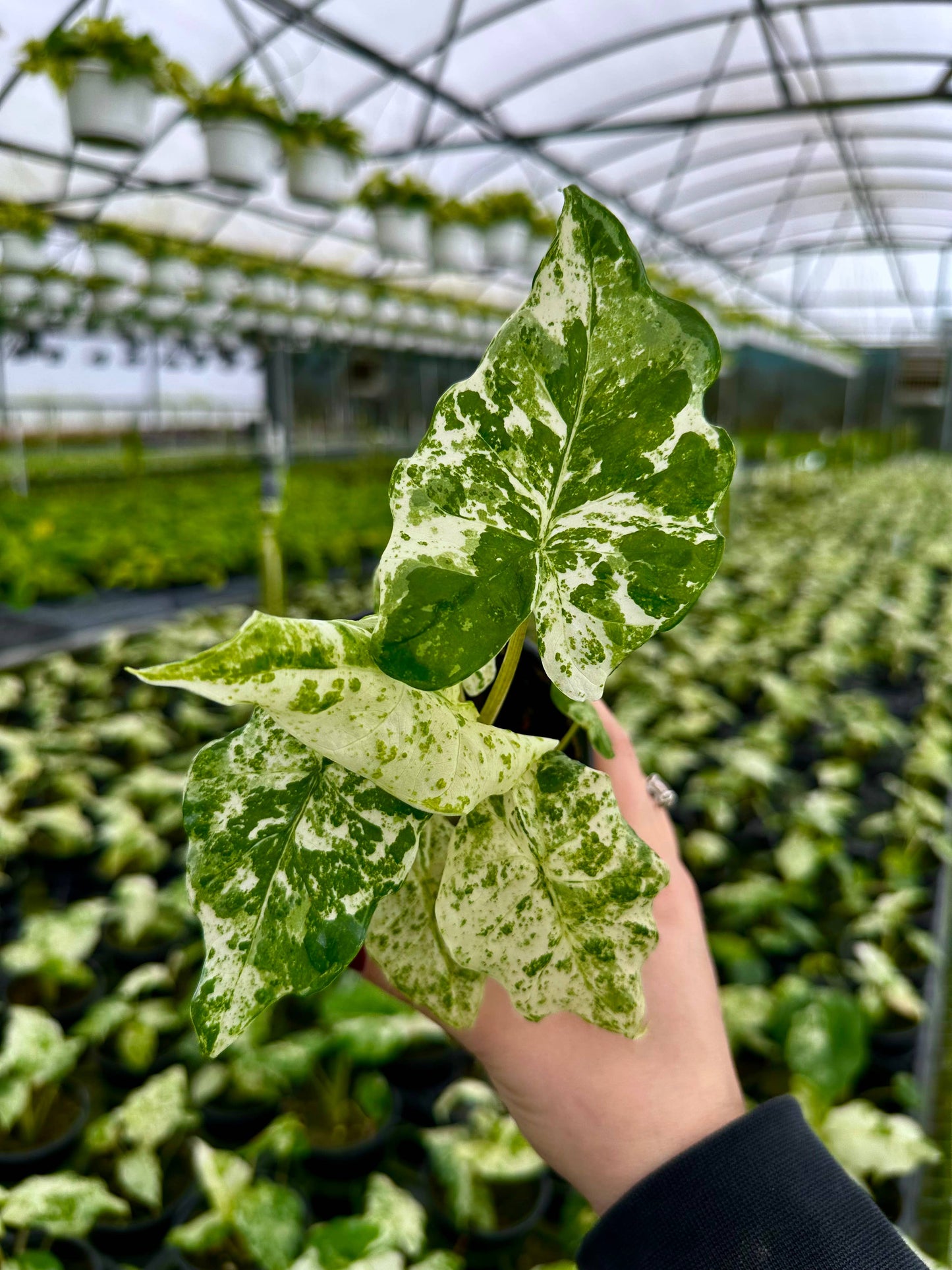 ALOCASIA Blizzard Live Plant 4in - Delete, Added to old Odora Batik Listing