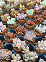 0.5" Thimble - Clay Pots