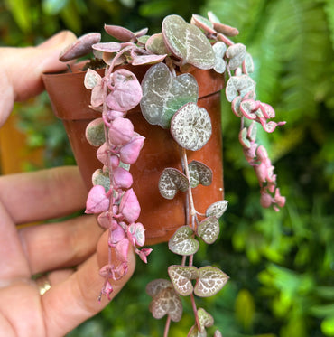 2.5" Variegated String of Hearts (Ceropegia woodii variegata)