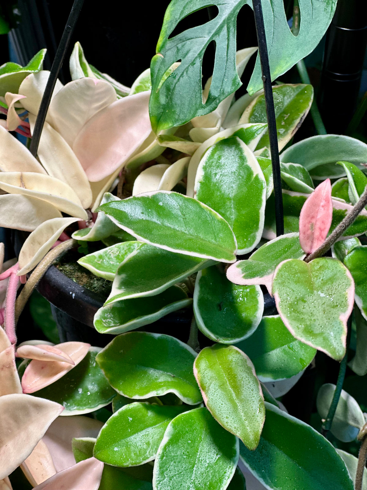 Hoya Carnosa 'Krimson Queen' Hanging Basket
