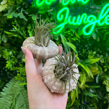 Ionantha (Air Plant) in Urchin Shell
