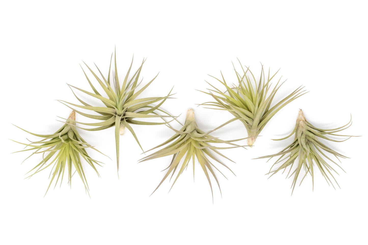 Extended Best Seller of 200+ Tillandsia Air Plant Bundle