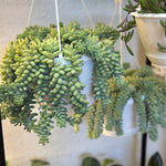8" Burro's Tail Hanging Basket (Sedum morganianum)