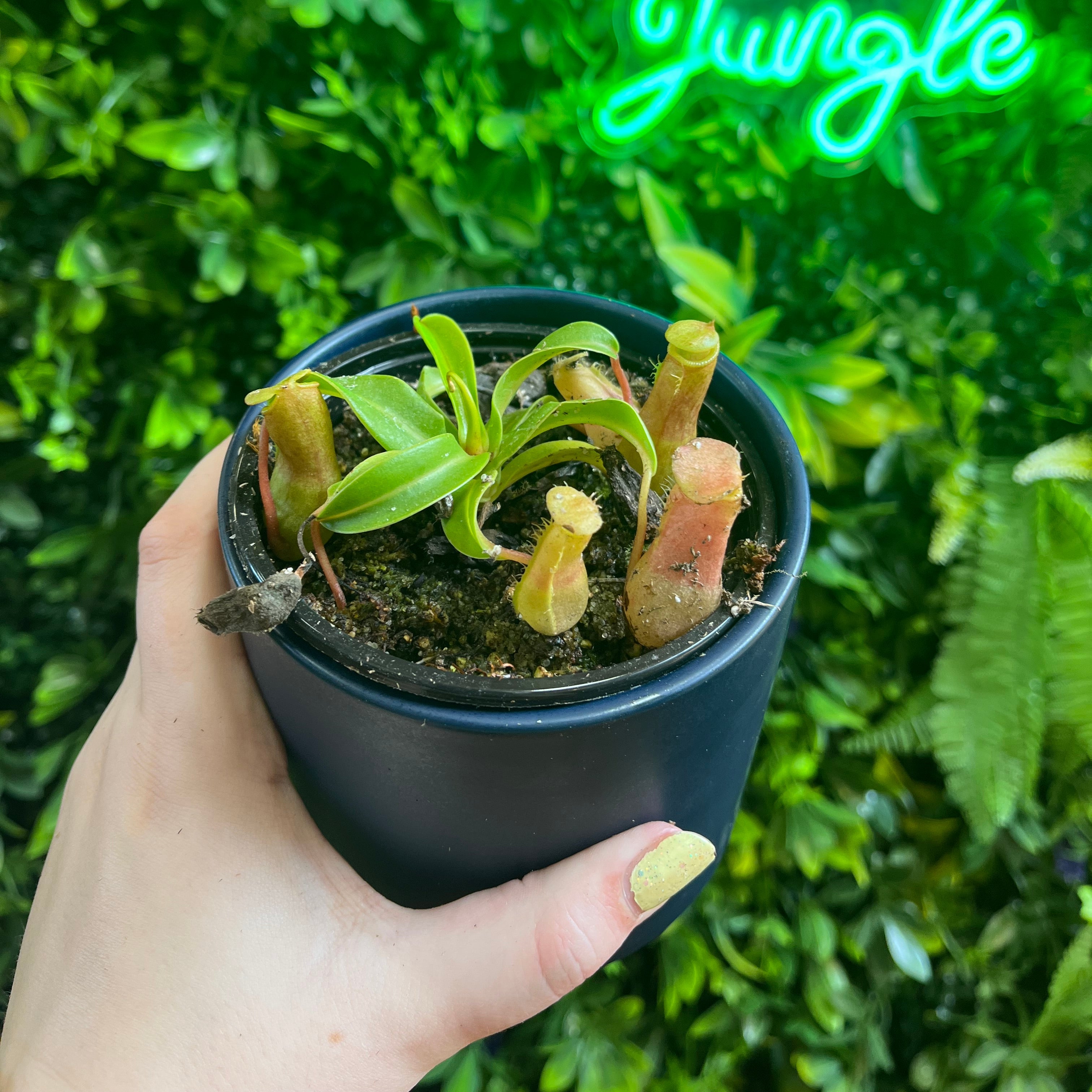 4' Nepenthes Assorted – Jungle Jane's Plant Shop