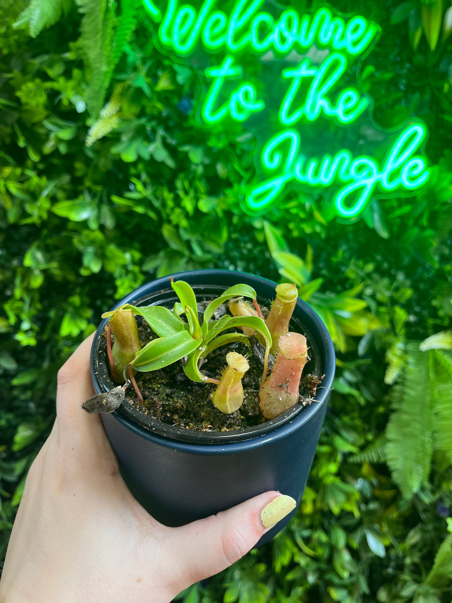 4' Nepenthes Assorted