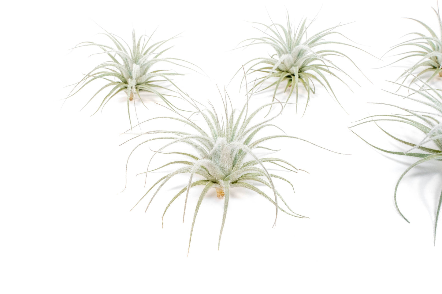 Extended Best Seller of 200+ Tillandsia Air Plant Bundle