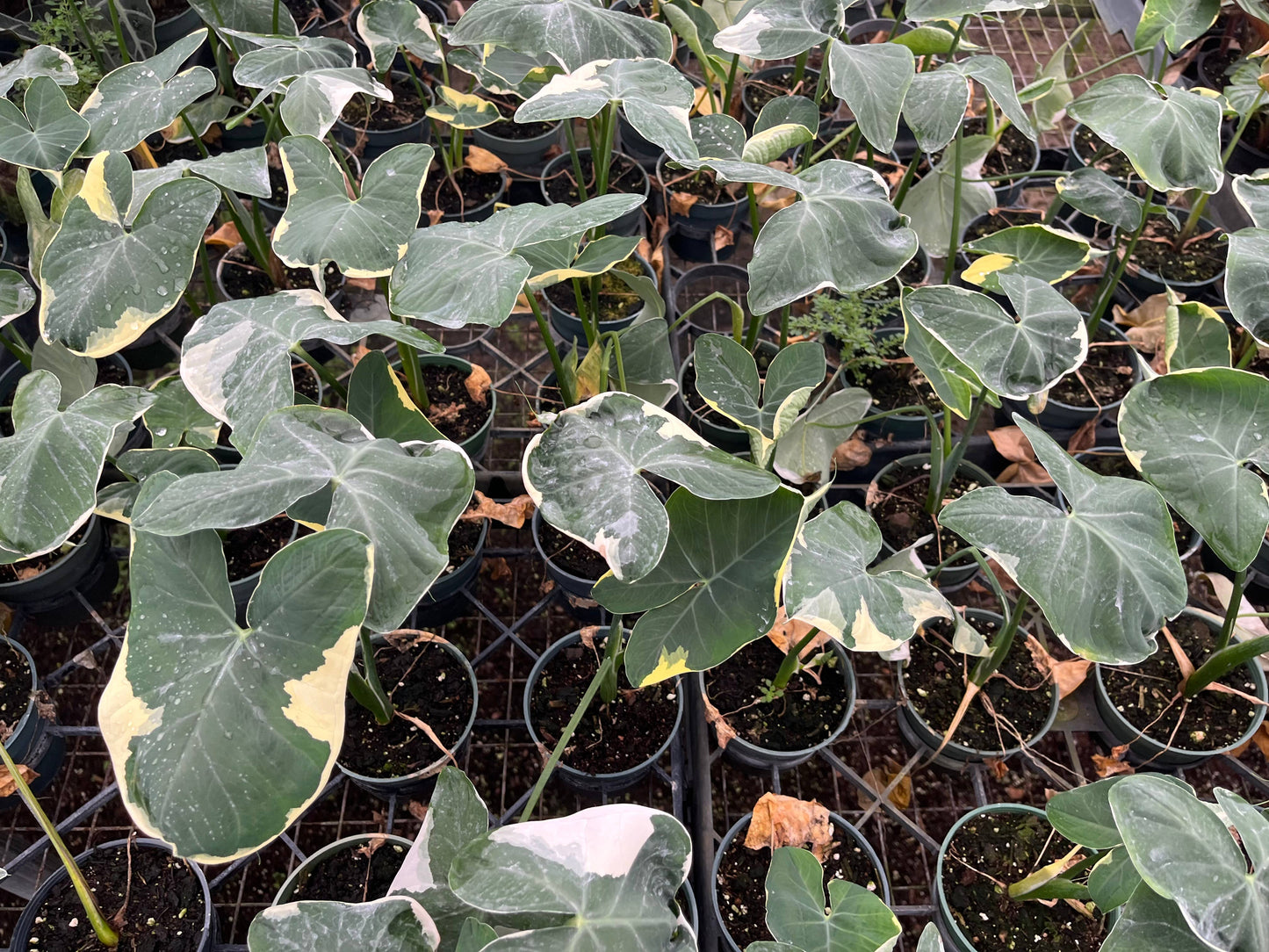 4" Alocasia "Mickey Mouse"
