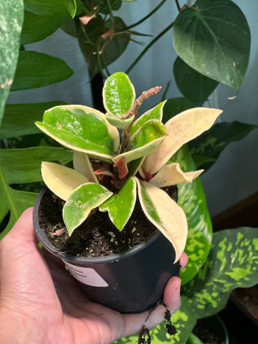 Hoya Carnosa 'Krimson Queen'