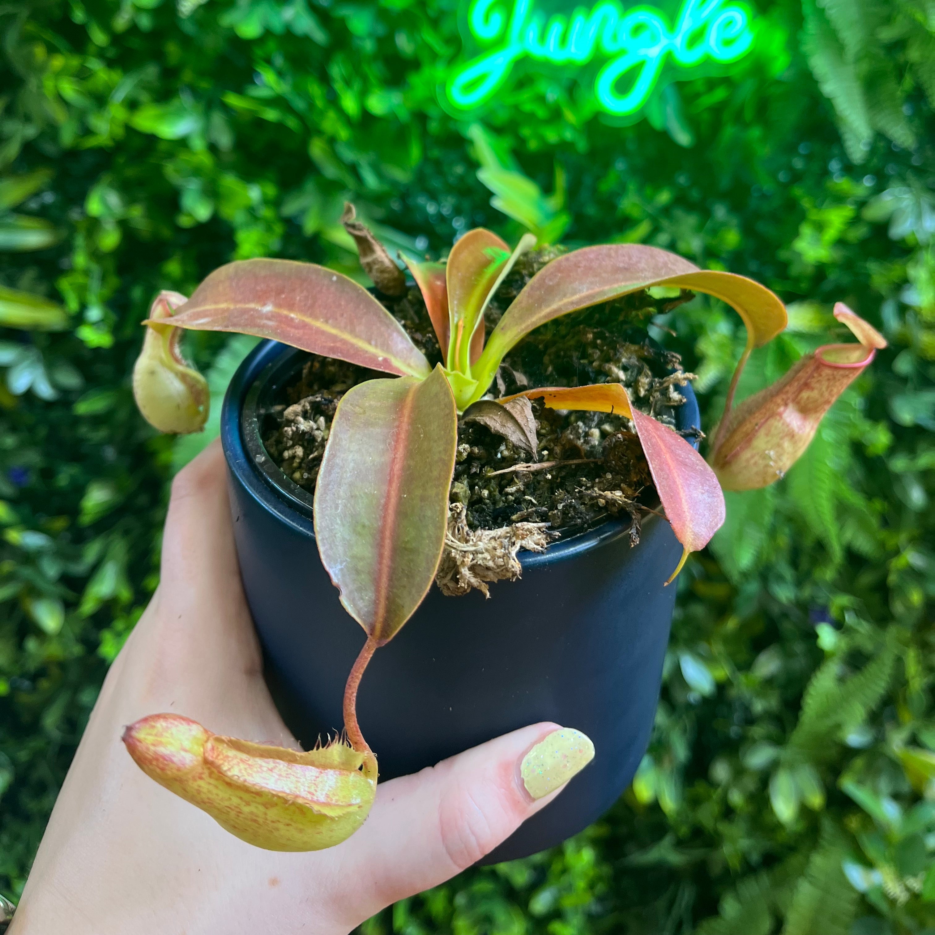 4' Nepenthes Assorted – Jungle Jane's Plant Shop