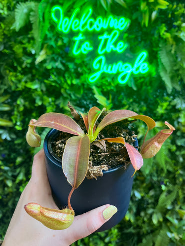 4' Nepenthes Assorted