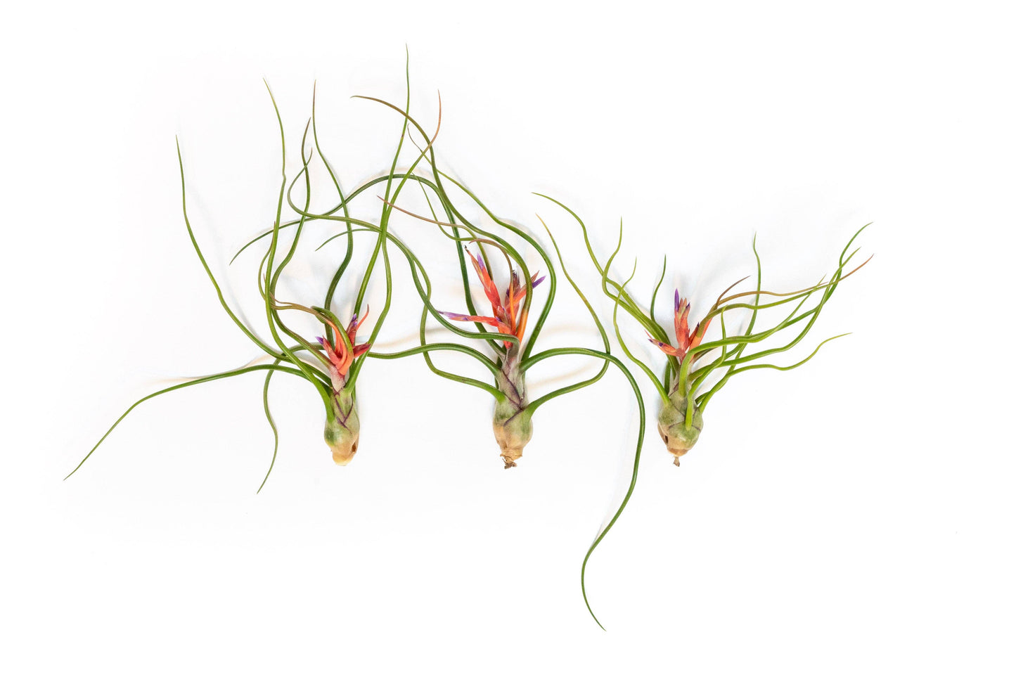 Large Tillandsia Bulbosa Belize Air Plants