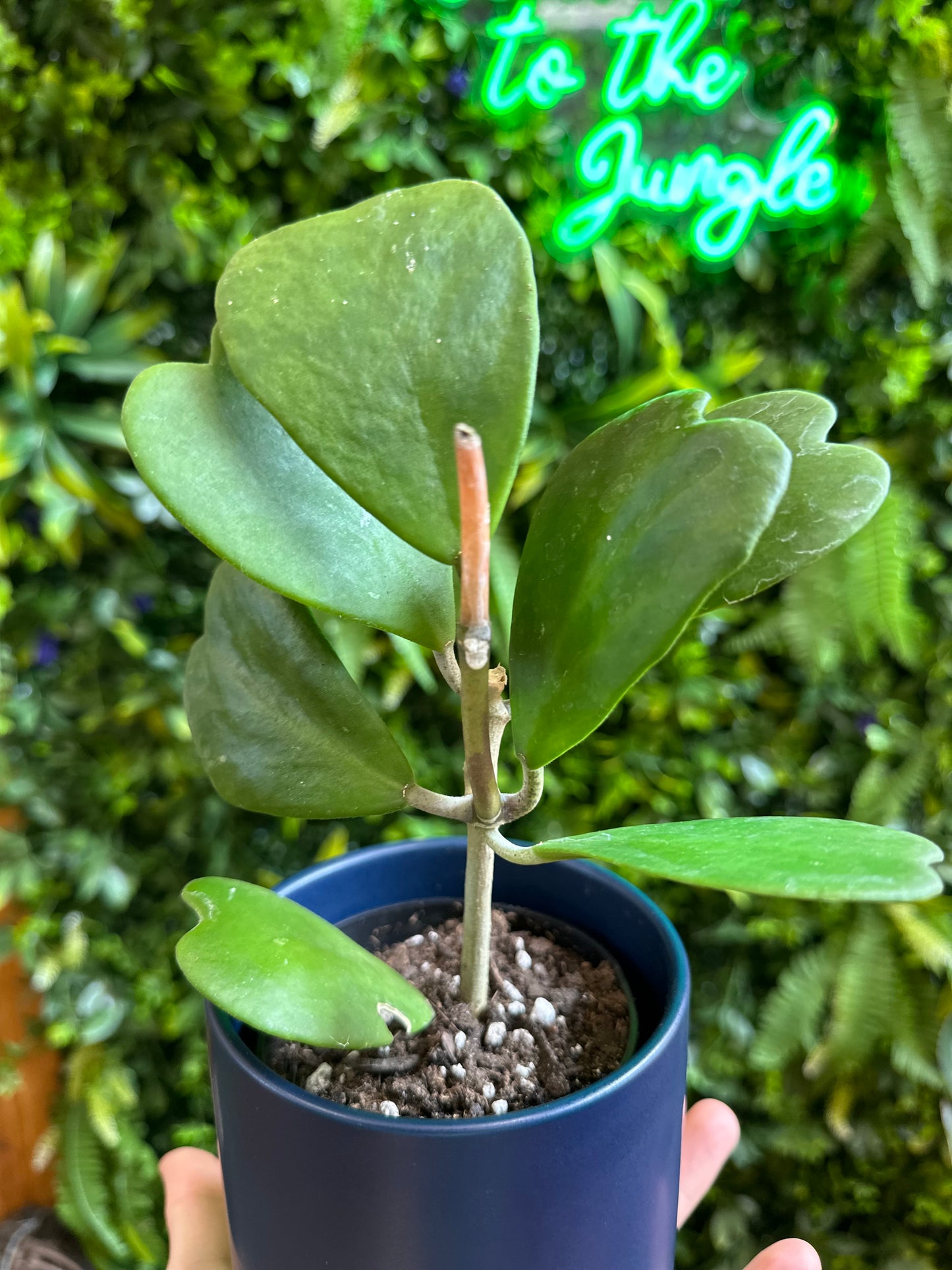 4” Hoya Kerri Heart Vine