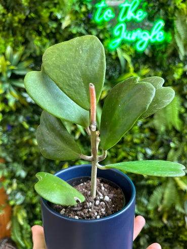 4” Hoya Kerri Heart Vine
