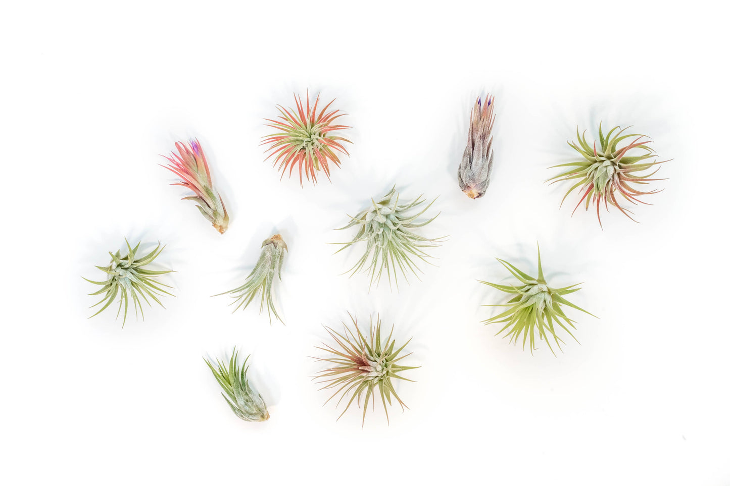Extended Best Seller of 200+ Tillandsia Air Plant Bundle