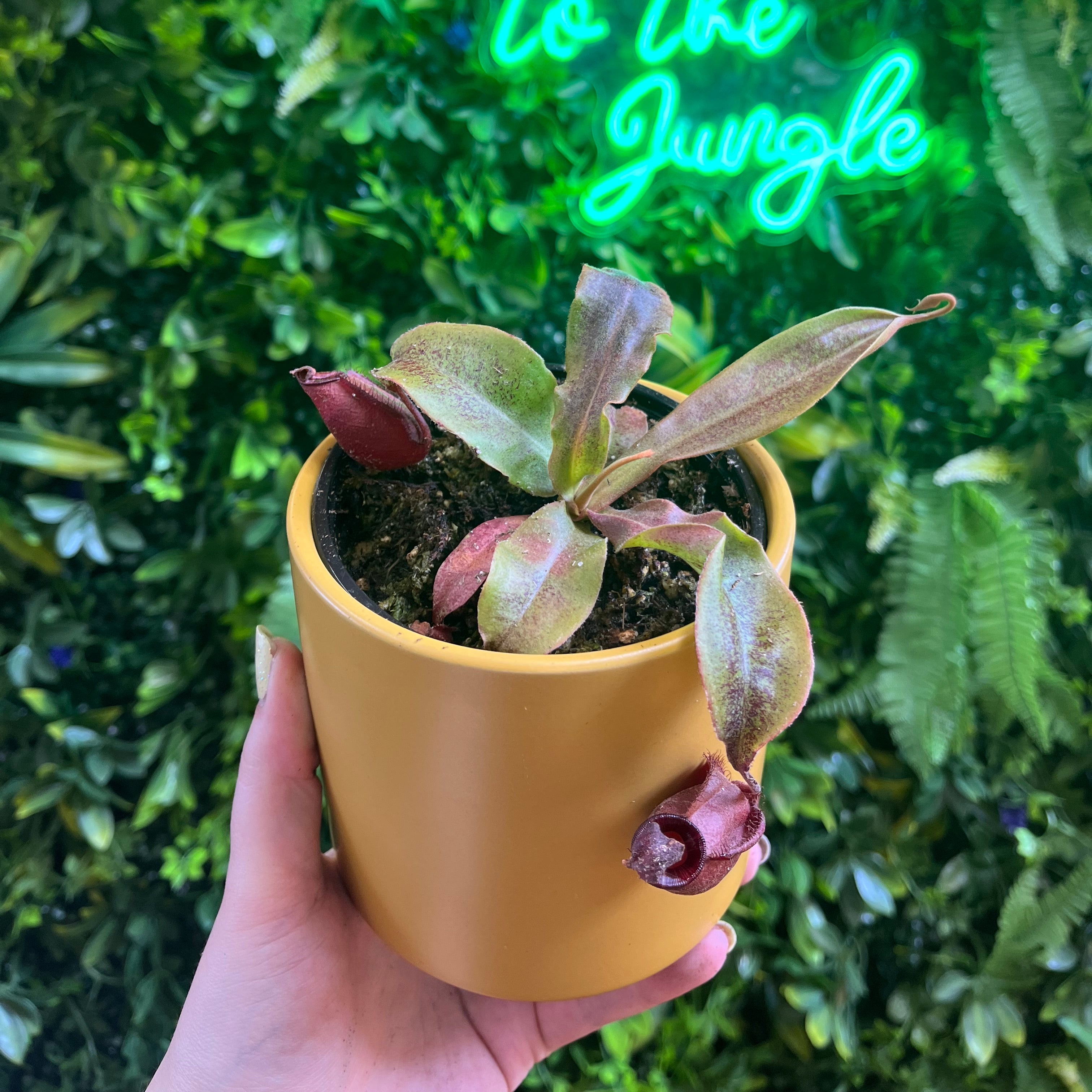 4' Nepenthes Assorted – Jungle Jane's Plant Shop