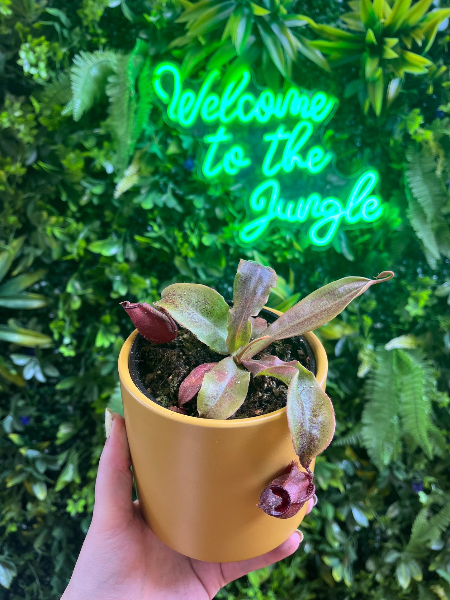 4' Nepenthes Assorted